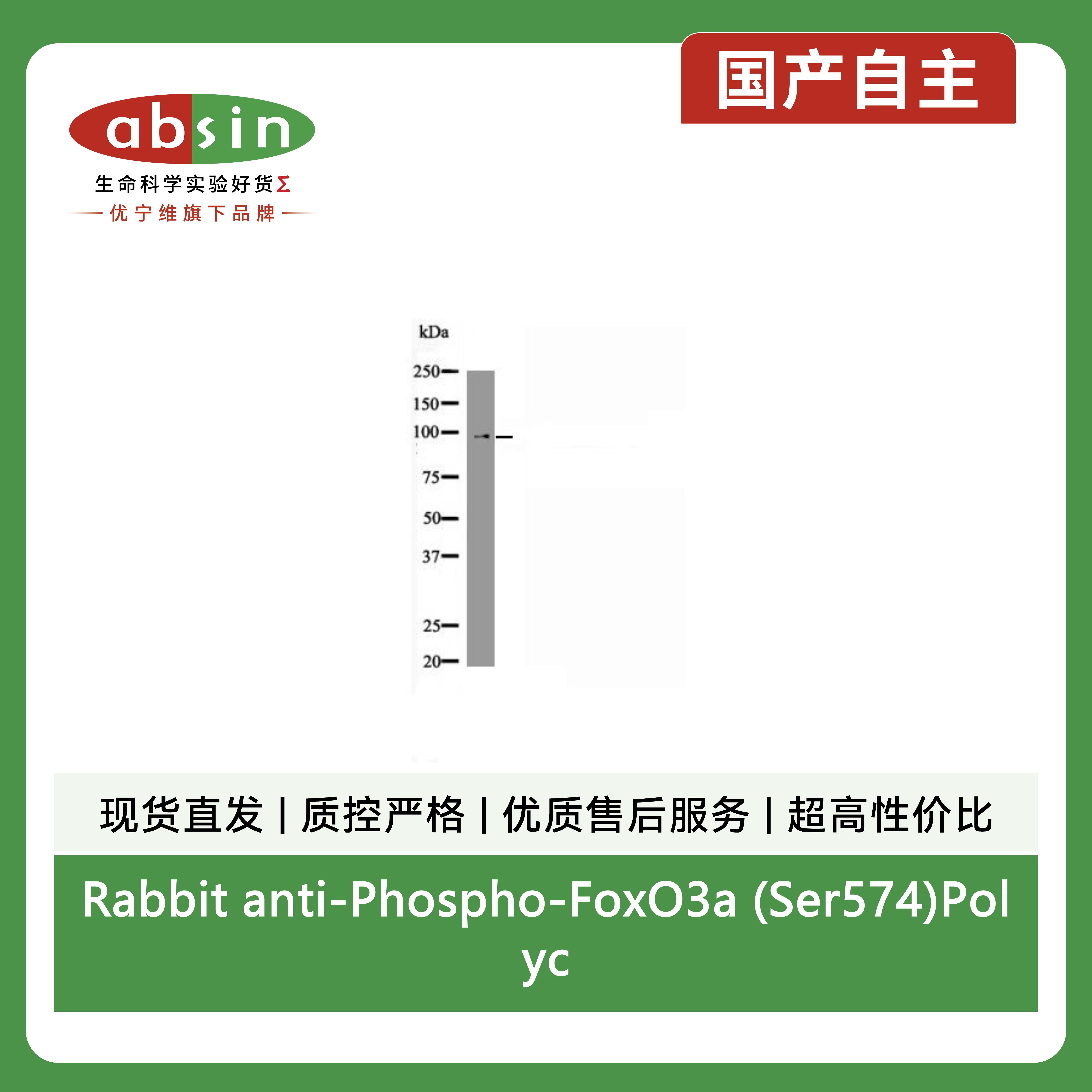 Rabbit anti-Phospho-FoxO3a (Ser574)Polyclonal Antibody产品图