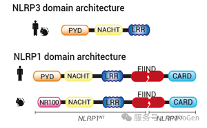 NLRP3和NLRP1的构象 NLRP3和NLRP1的构象