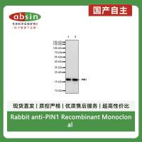 Rabbit anti-PIN1 Recombinant Monoclonal Antibody(S-2731-43)