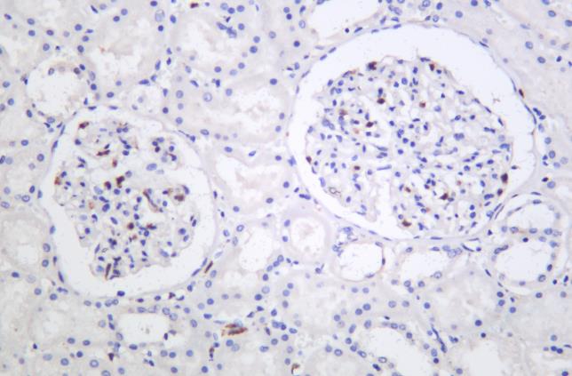 Rabbit anti-Phospho-SIRT1(T530) Monoclonal Antibody产品图
