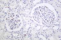 Rabbit anti-Phospho-SIRT1(T530) Monoclonal Antibody