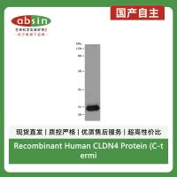 Recombinant Human CLDN4 Protein (C-terminal 10xHis (This tag can be tested only under denaturing conditions))