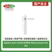 Rabbit anti-CHUK/IKBKB Monoclonal Antibody