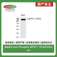 Rabbit anti-Phospho-MYPT1 (Thr853)Polyclonal Antibody