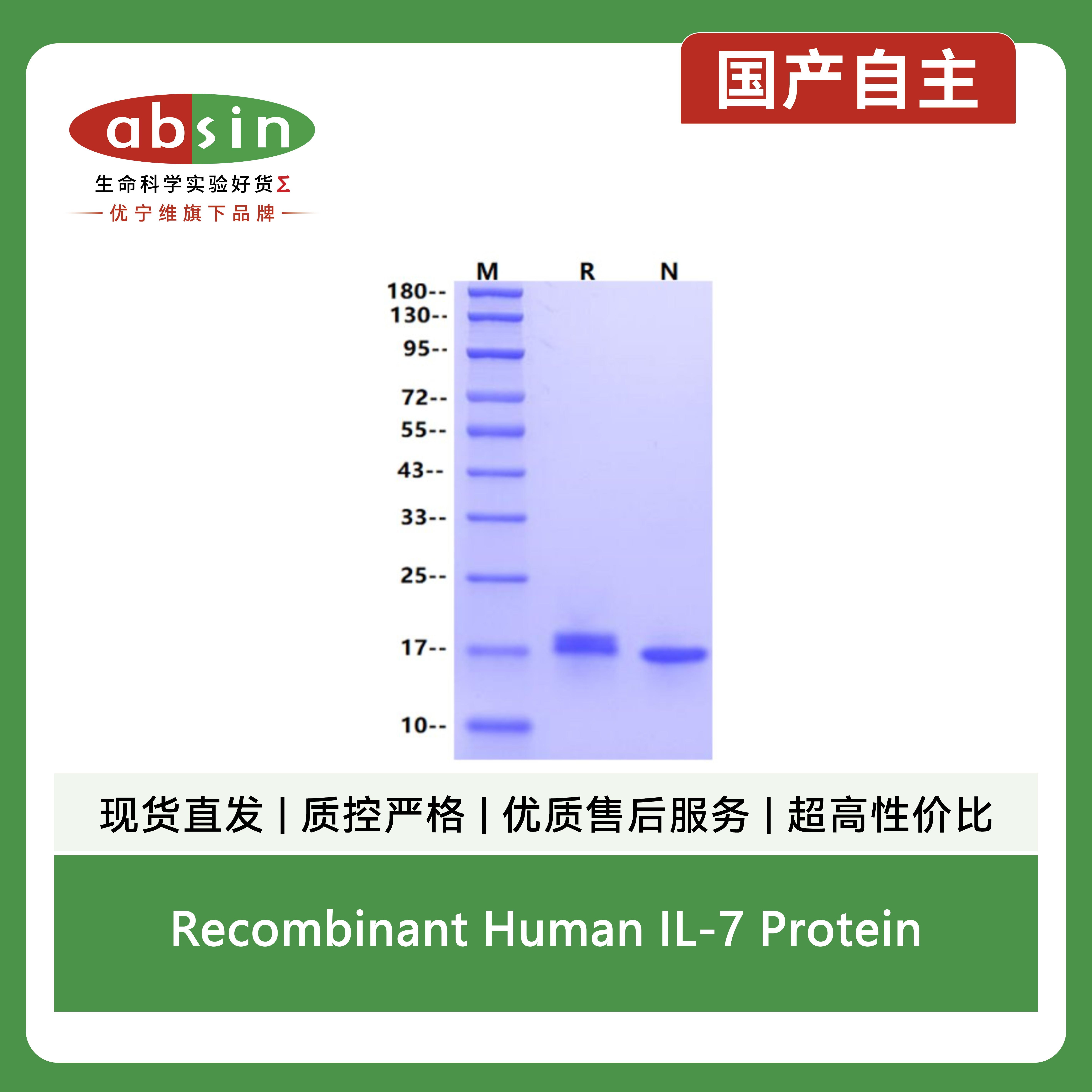 Recombinant Human IL-7 Protein产品图
