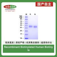 Recombinant Biotinylated Human Biotinylated LILRA5/CD85f/ILT11 His&Avi Tag Protein(Avi Tag,His Tag)