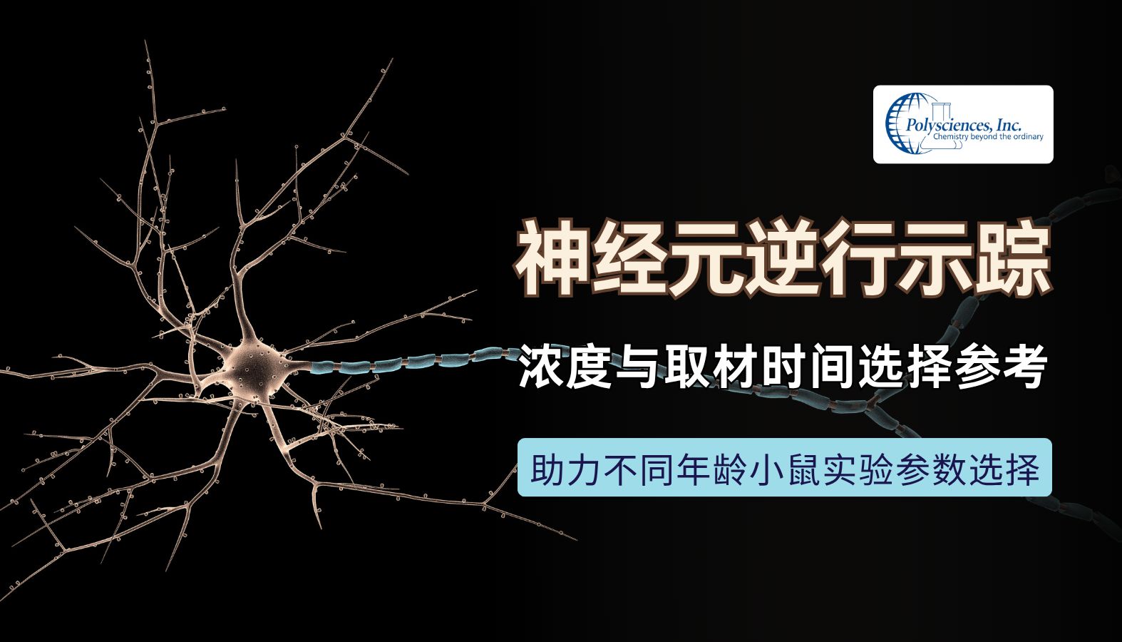 Fast Blue快蓝神经元逆行示踪：浓度与取材时间选择参考