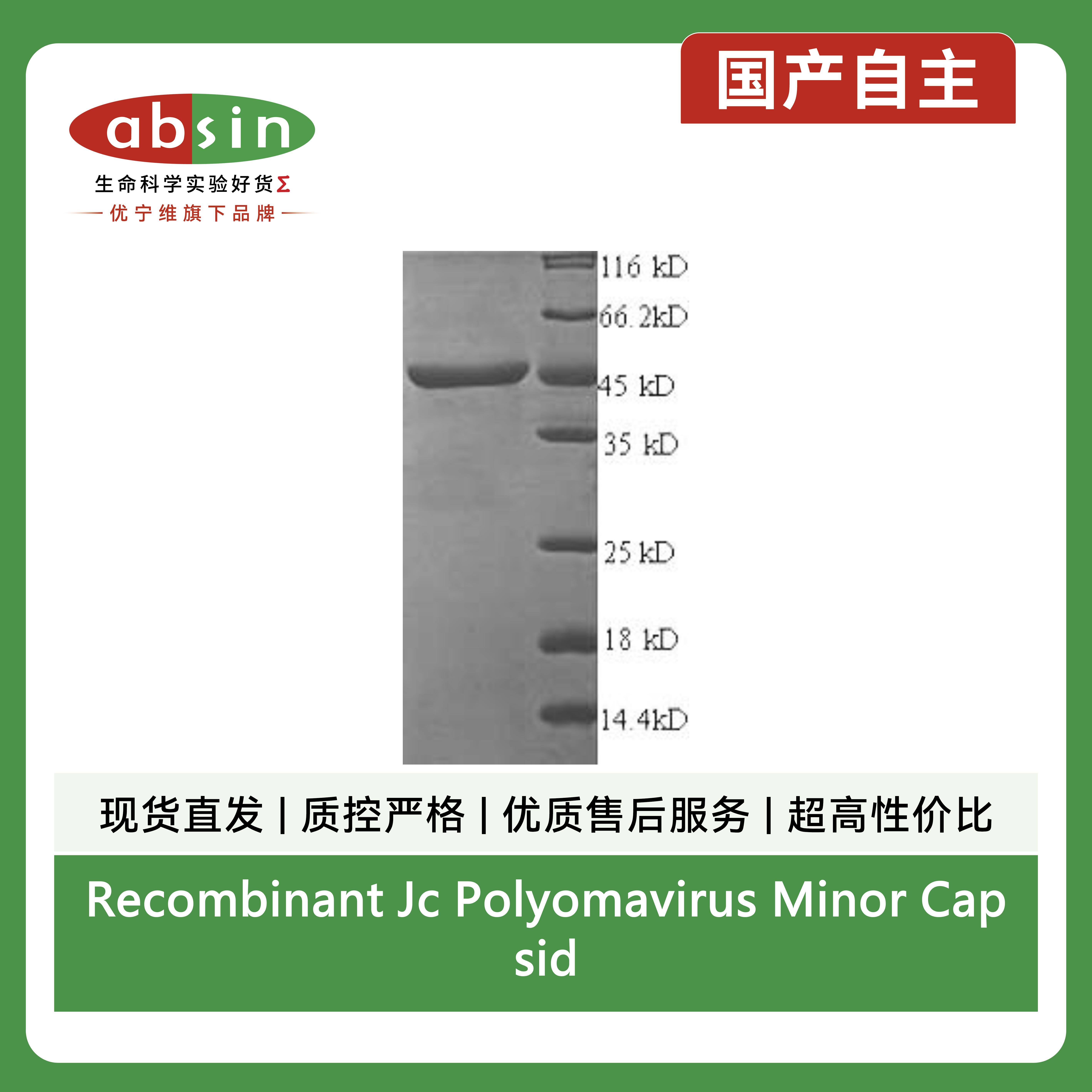 Recombinant Jc Polyomavirus Minor Capsid Protein VP2 Protein (N-terminal 6xHis-SUMO)产品图