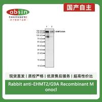 Rabbit anti-EHMT2/G9A Recombinant Monoclonal Antibody(S-2232-3)
