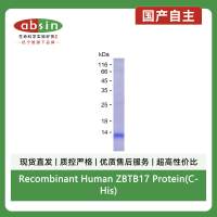 Recombinant Human ZBTB17 Protein(C-His)