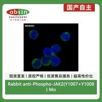 Rabbit anti-Phospho-JAK2(Y1007+Y1008) Monoclonal Antibody