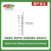 Rabbit Anti-ENaCg Polyclonal Antibody