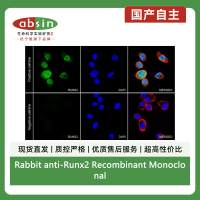 Rabbit anti-Runx2 Recombinant Monoclonal Antibody(S-1767-173)