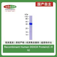 Recombinant Human DDX3X Protein(C-His)