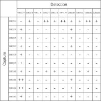 HBP Recombinant Rabbit mAb (SDT-506-97)
