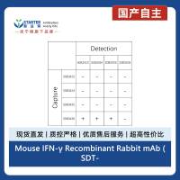Mouse IFN-γ Recombinant Rabbit mAb (SDT-1562-35)