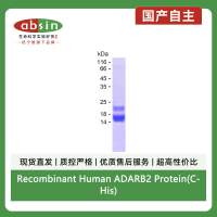 Recombinant Human ADARB2 Protein(C-His)