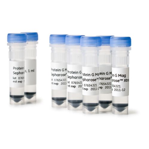 Cytiva Protein G Mag Sepharose Xtra磁珠28967070