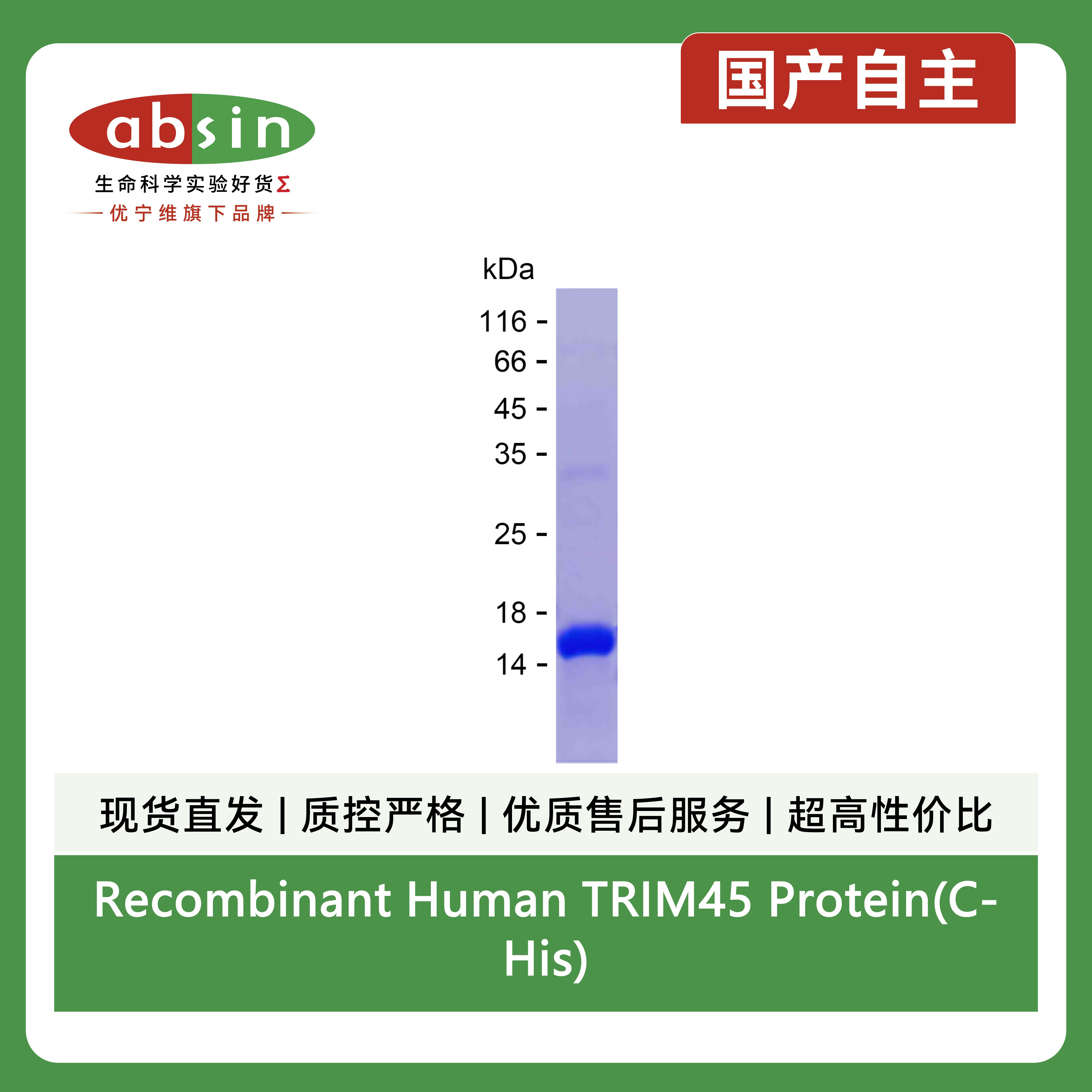 Recombinant Human TRIM45 Protein(C-His)产品图