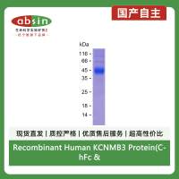 Recombinant Human KCNMB3 Protein(C-hFc & C-His)