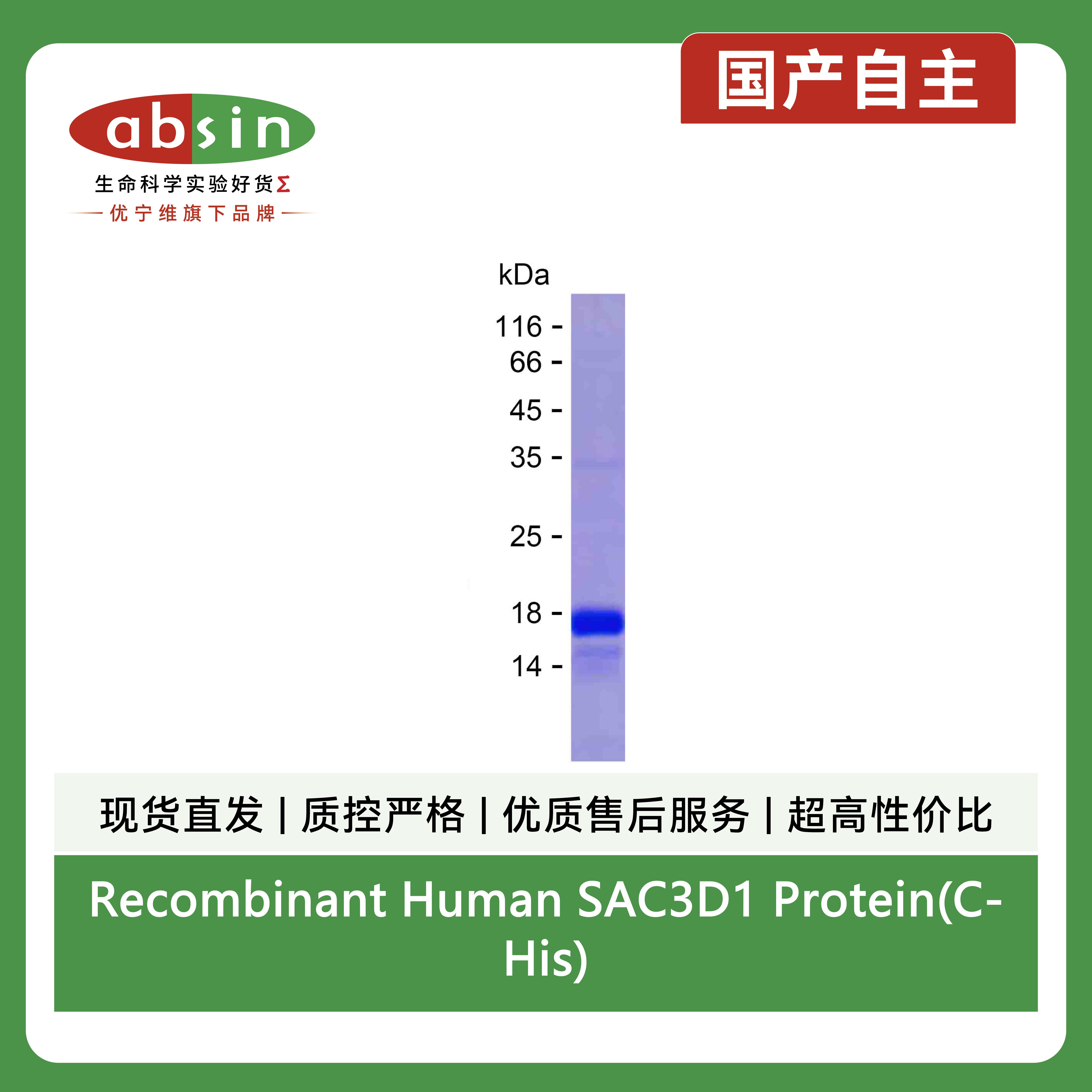 Recombinant Human SAC3D1 Protein(C-His)产品图