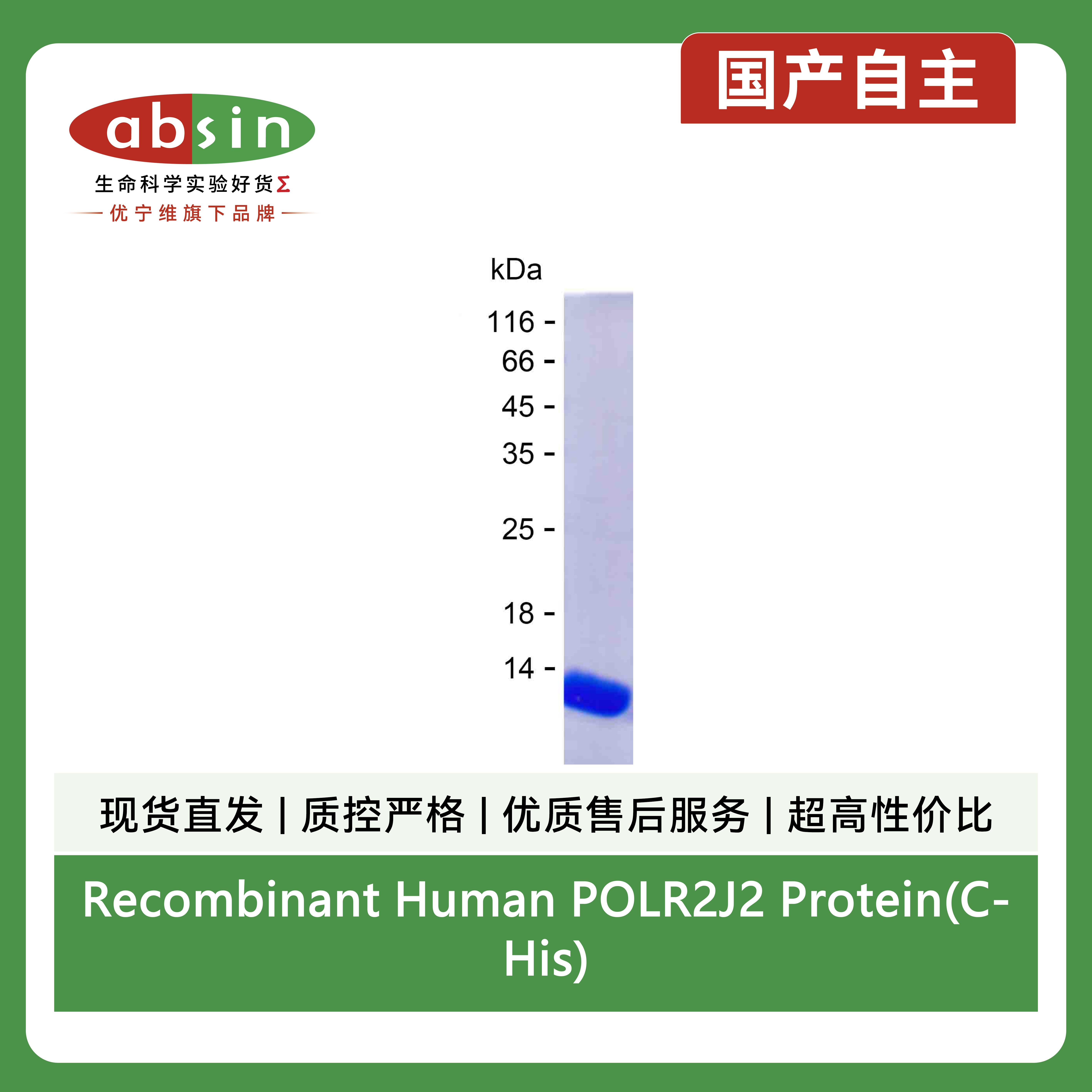 Recombinant Human POLR2J2 Protein(C-His)产品图