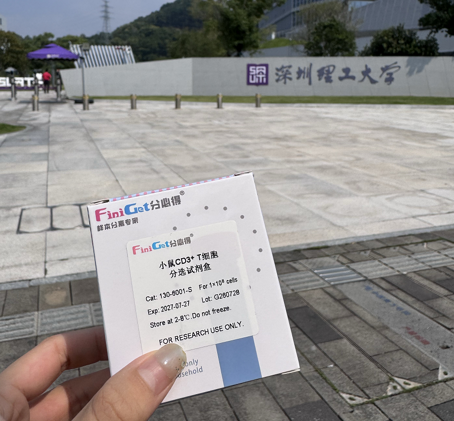 小鼠脾脏红细胞多活性低，CD3+ T 细胞负选怎么稳住纯度？