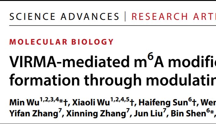 【客户文章】 | VIRMA-m6A如何管住“核糖体工厂”？Polysome profiling 看懂前脑发育的翻译危机