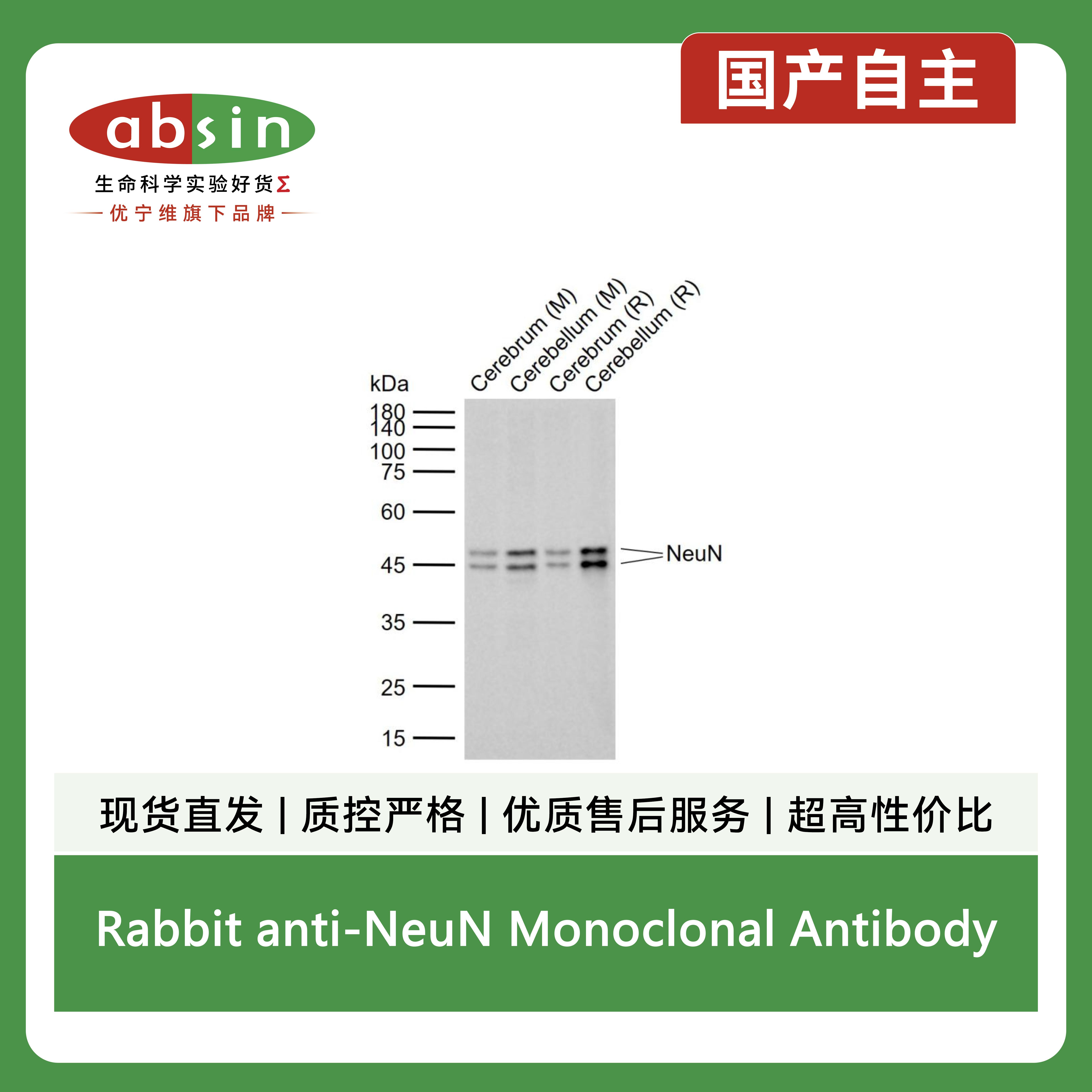 Rabbit anti-NeuN Monoclonal Antibody产品图