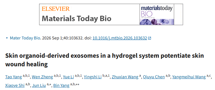 Materials Today Bio｜南方医科大学团队：皮肤类器官外泌体+水凝胶，通过miR-125b-5p/Wnt/β-catenin轴促进创面血管化与再生