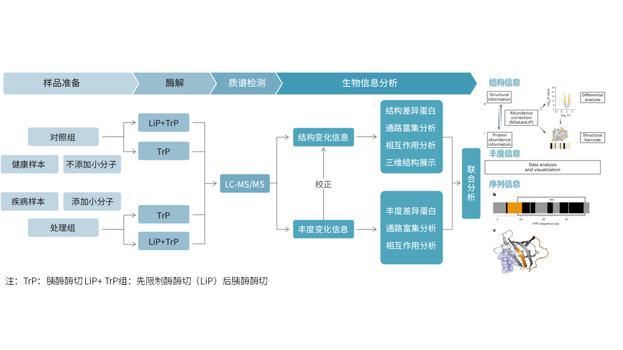 LiP-MS技术流程图