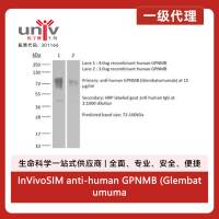 InVivoSIM anti-human GPNMB (Glembatumumab Biosimilar)