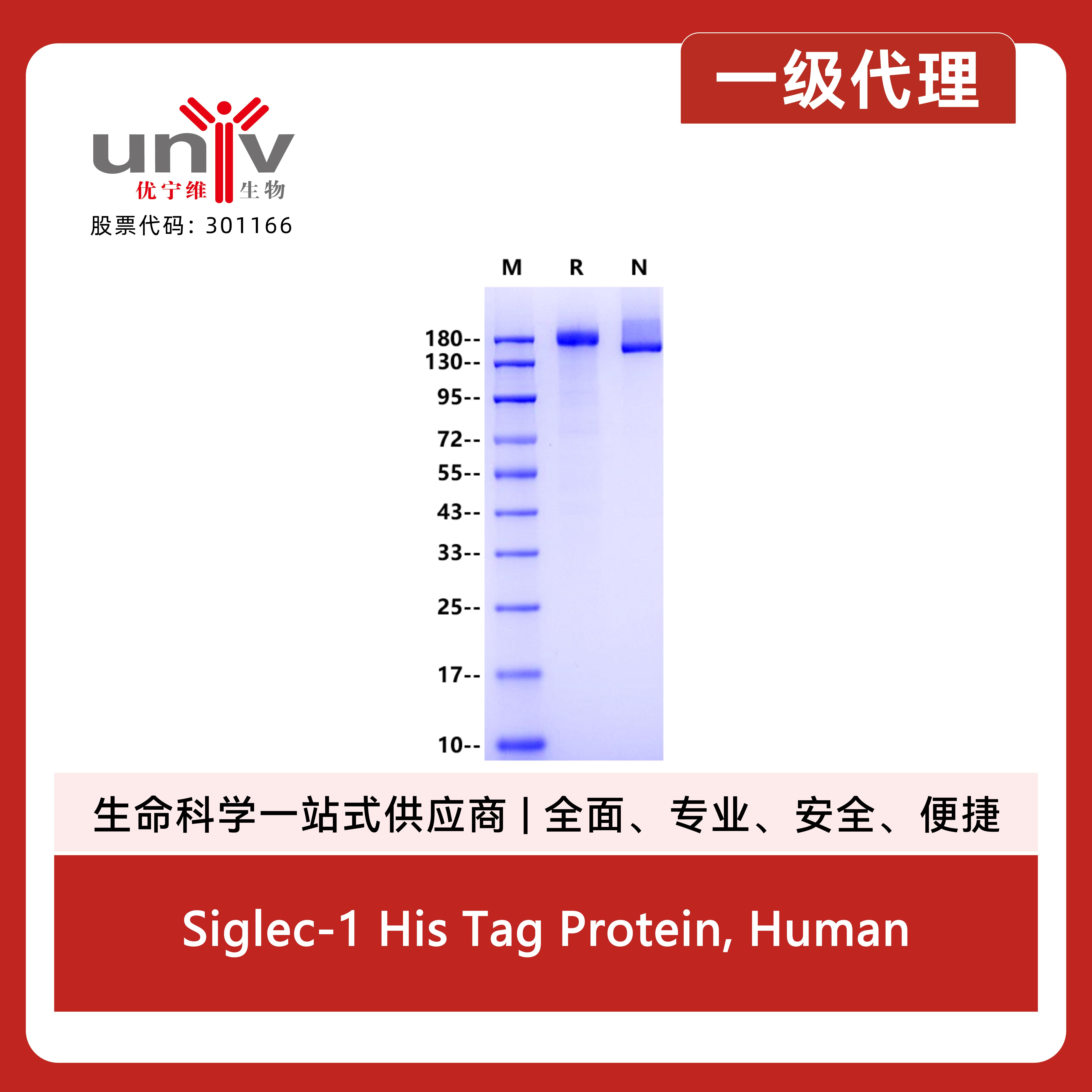 Siglec-1 His Tag Protein, Human产品图