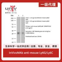 InVivoMAb anti-mouse Ly6G/Ly6C