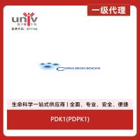 PDK1(PDPK1)