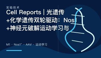 【IF 8.0】Cell Reports | 光遗传+化学遗传双轮驱动：Nos1+神经元破解运动学习与卒中后功能恢复密码