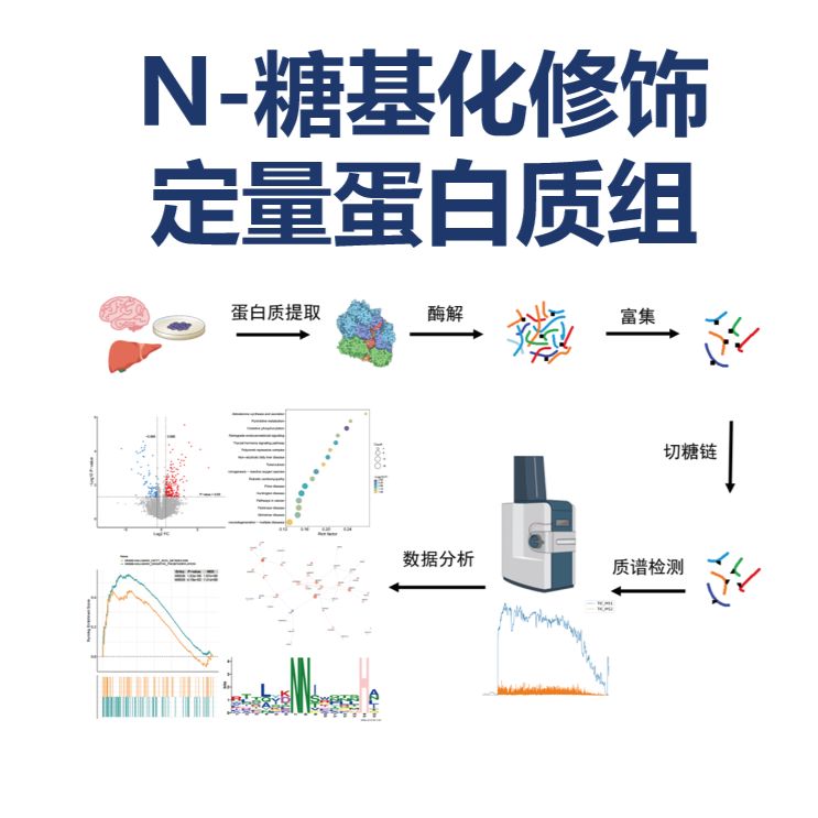 从发现到发表:谱度众合N-糖基化修饰定量蛋白质组应用场景与客户案例产品图