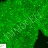 hESC(H9)-EGFP