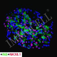 hPSC(hiPSC)来源胰岛β细胞 iβ-cell(hiPSC)