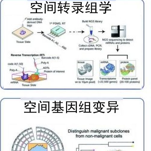 空间多组学-DBiT-seq