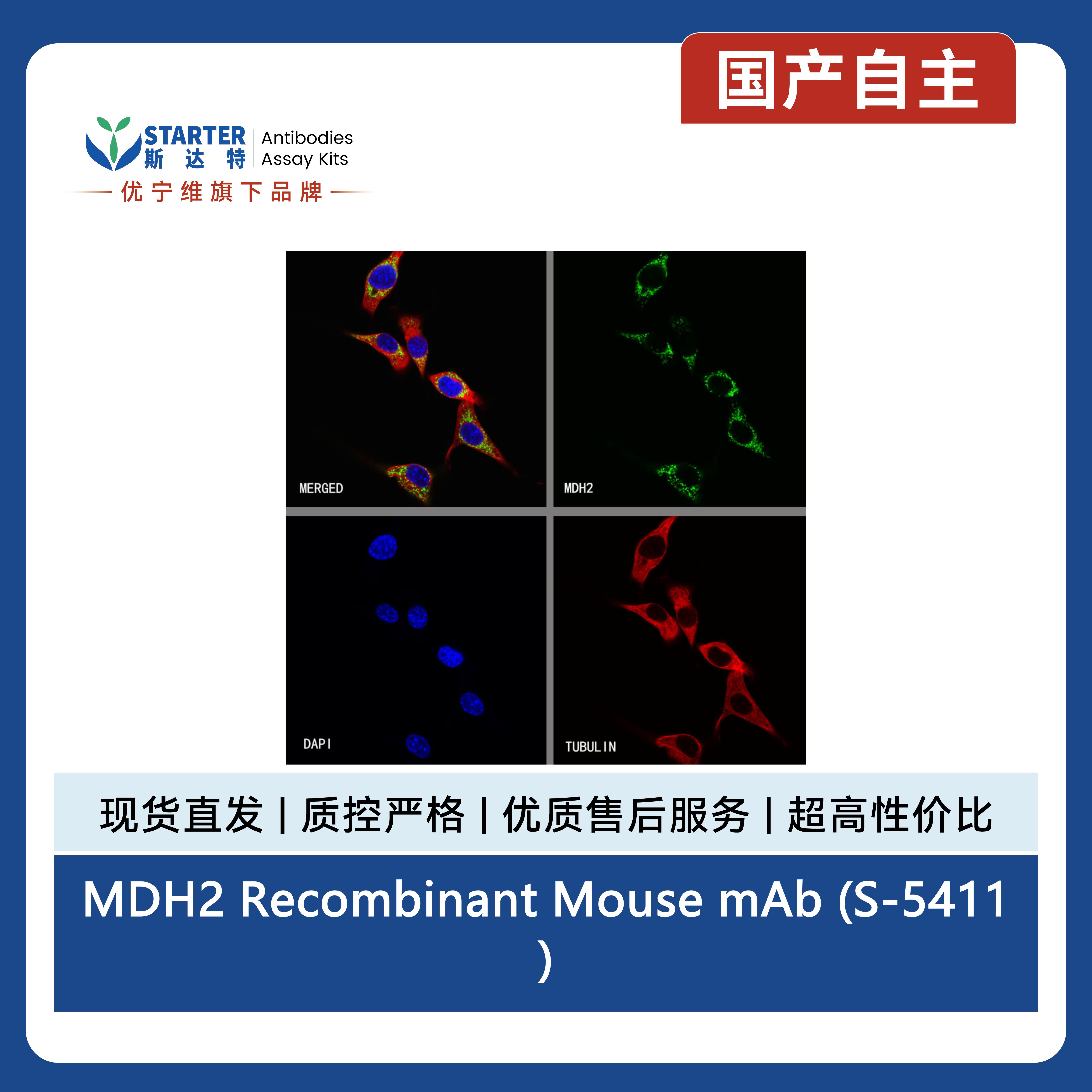 MDH2 Recombinant Mouse mAb (S-5411)产品图