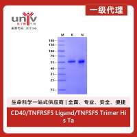 CD40/TNFRSF5 Ligand/TNFSF5 Trimer His Tag Protein, Human/Cynomolgus/Rhesus macaque