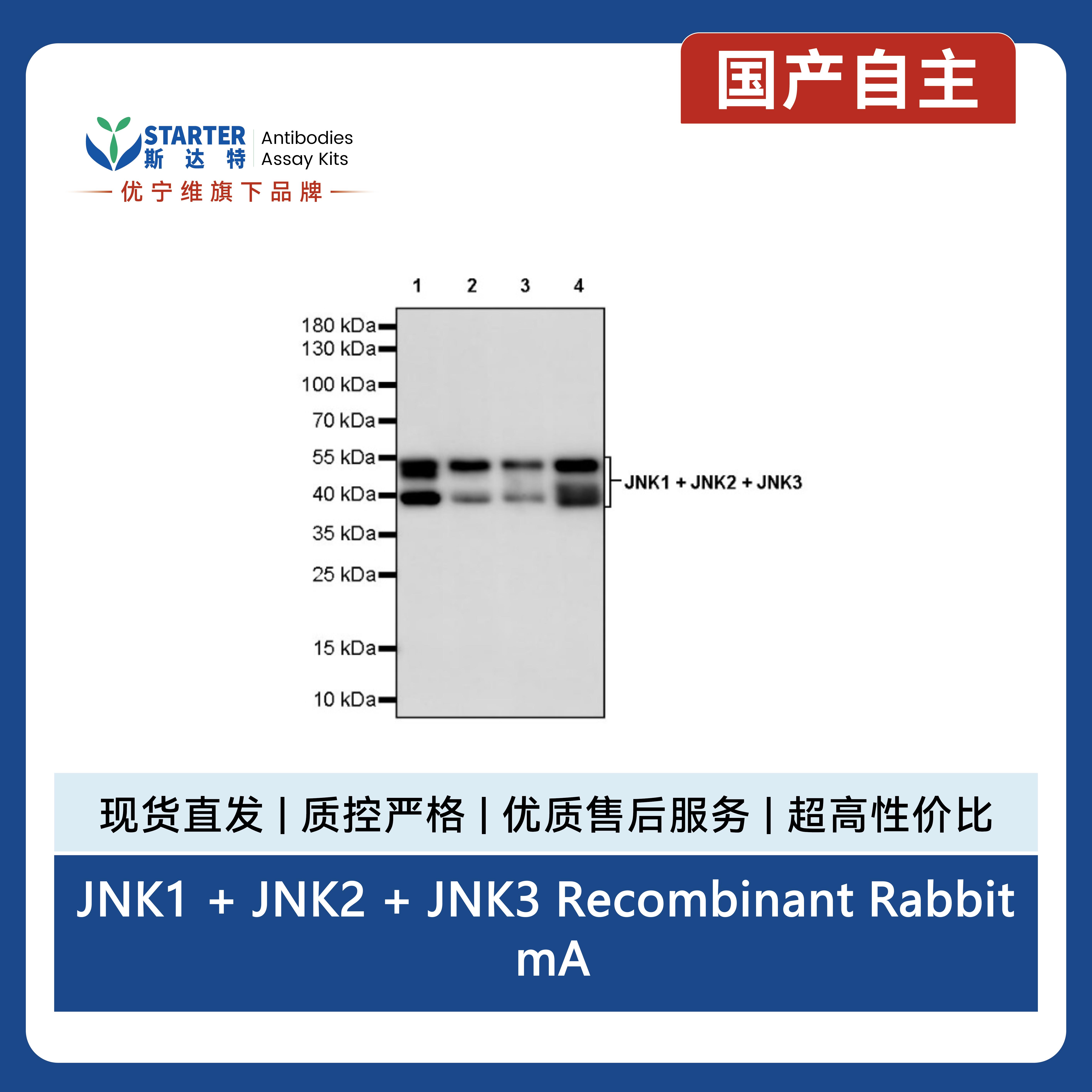JNK1 + JNK2 + JNK3 Recombinant Rabbit mAb (S-3385)产品图