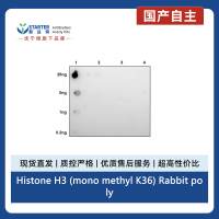 Histone H3 (mono methyl K36) Rabbit polyclonal antibody