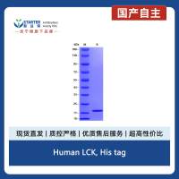 Human LCK, His tag