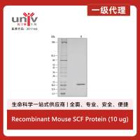 Recombinant Mouse SCF Protein (10 ug)