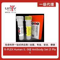 R-PLEX Human IL-36β Antibody Set (5 Plate Size)