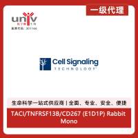 TACI/TNFRSF13B/CD267 (E1D1P) Rabbit Monoclonal Antibody