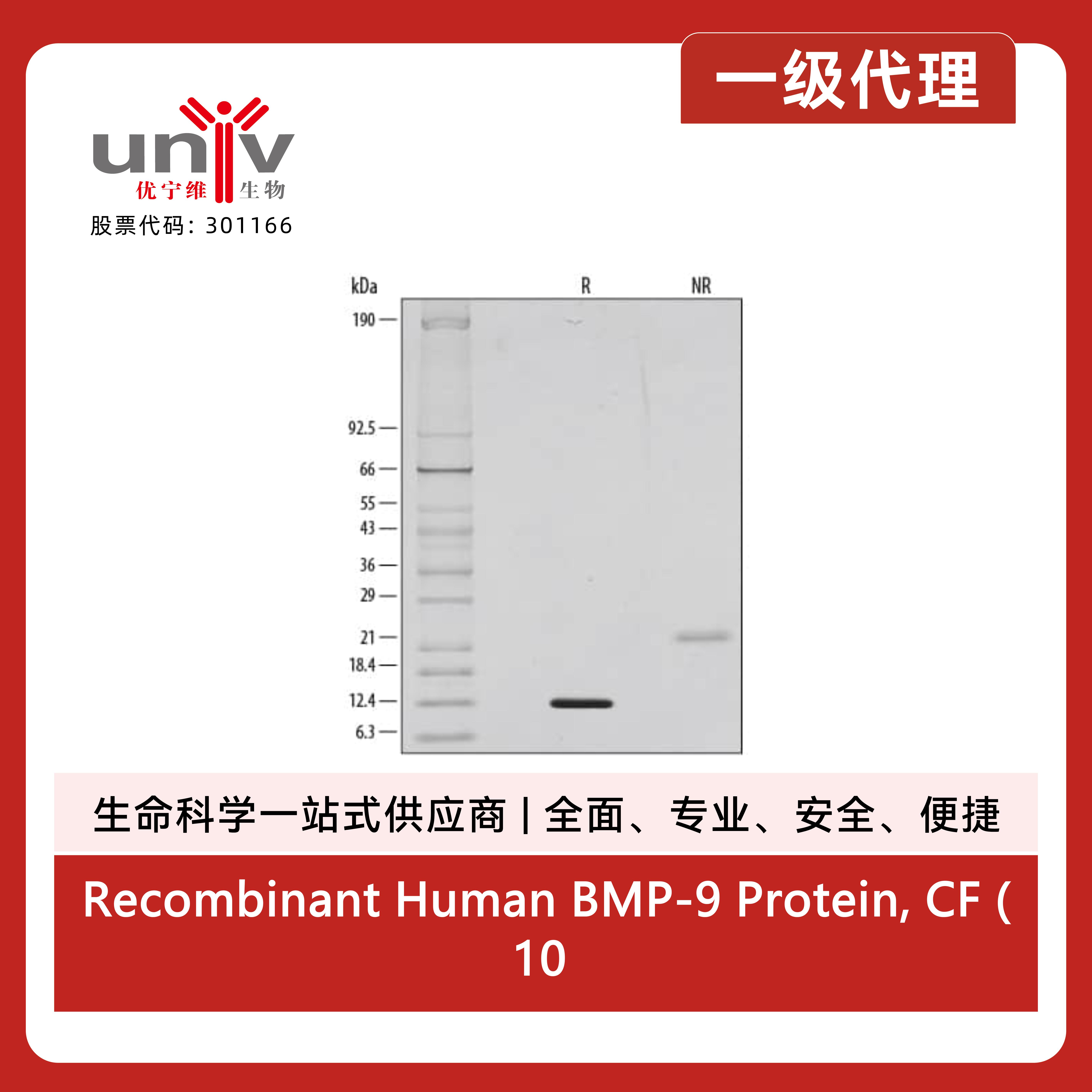 Recombinant Human BMP-9 Protein, CF (10 ug)产品图
