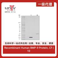 Recombinant Human BMP-9 Protein, CF (10 ug)